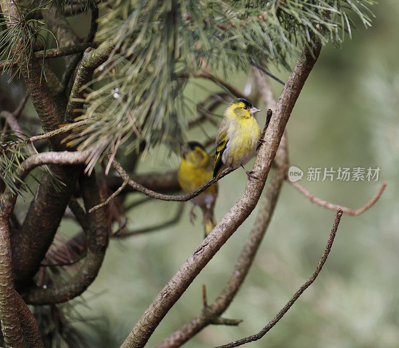 欧亚金雀花(Carduelis spinus)雄性